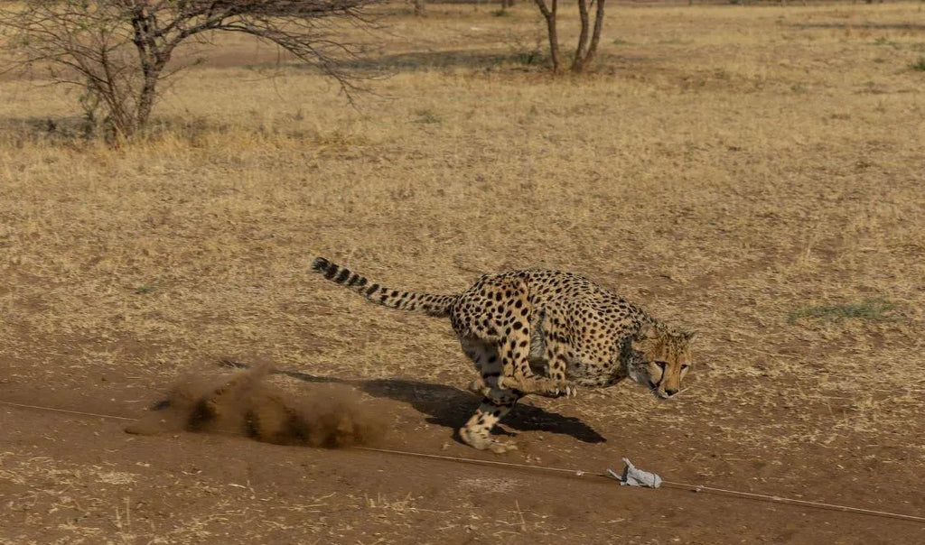 Cheetah Conservation Fund Cheetah Drive, Waterberg Region, Namibia gallery image 5.