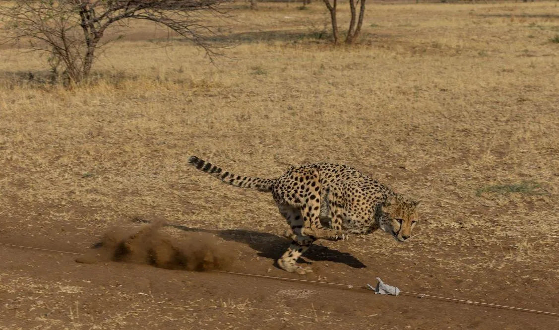 Cheetah Conservation Fund Cheetah Drive, Waterberg Region, Namibia gallery image 5.