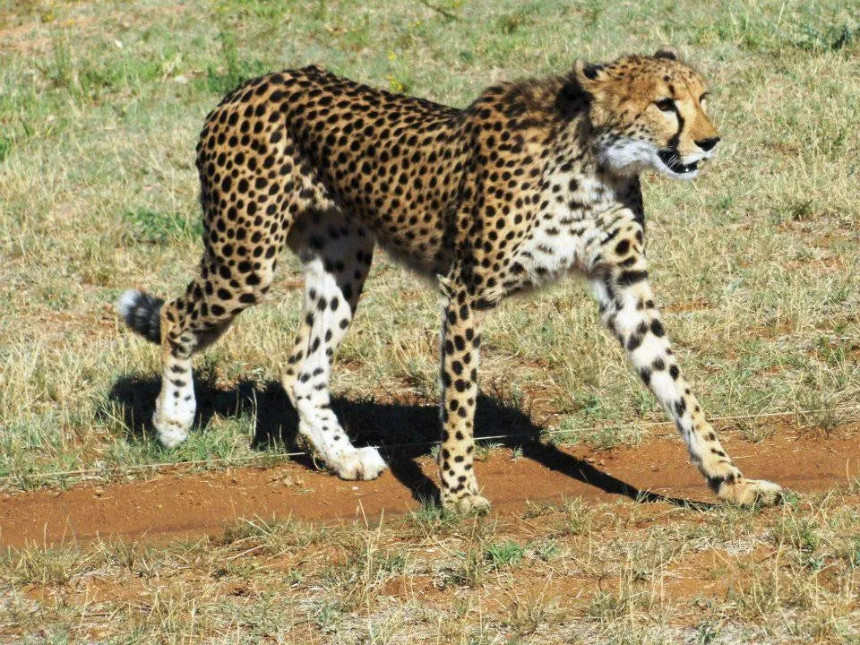 Cheetah Conservation Fund Cheetah Drive, Waterberg Region, Namibia gallery image 10.