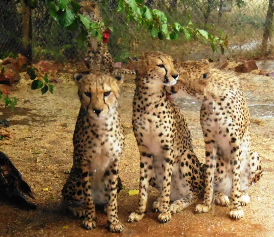 Cheetah Conservation Fund Cheetah Drive, Waterberg Region, Namibia gallery image 6.