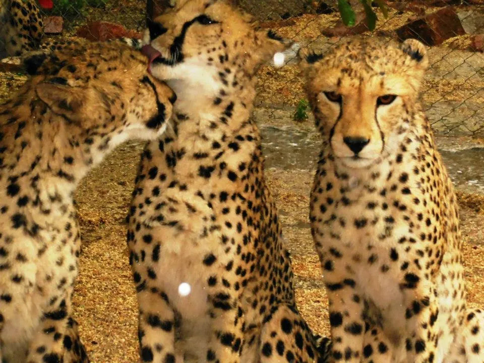 Cheetah Conservation Fund Cheetah Drive, Waterberg Region, Namibia gallery image 7.