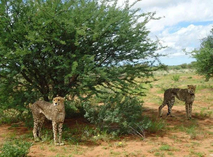 Cheetah Conservation Fund Cheetah Drive, Waterberg Region, Namibia gallery image 8.