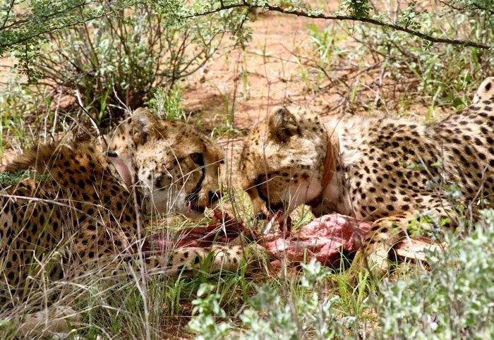 Cheetah Conservation Fund Cheetah Drive, Waterberg Region, Namibia gallery image 11.