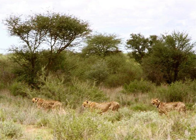 Cheetah Conservation Fund Cheetah Drive, Waterberg Region, Namibia gallery image 9.