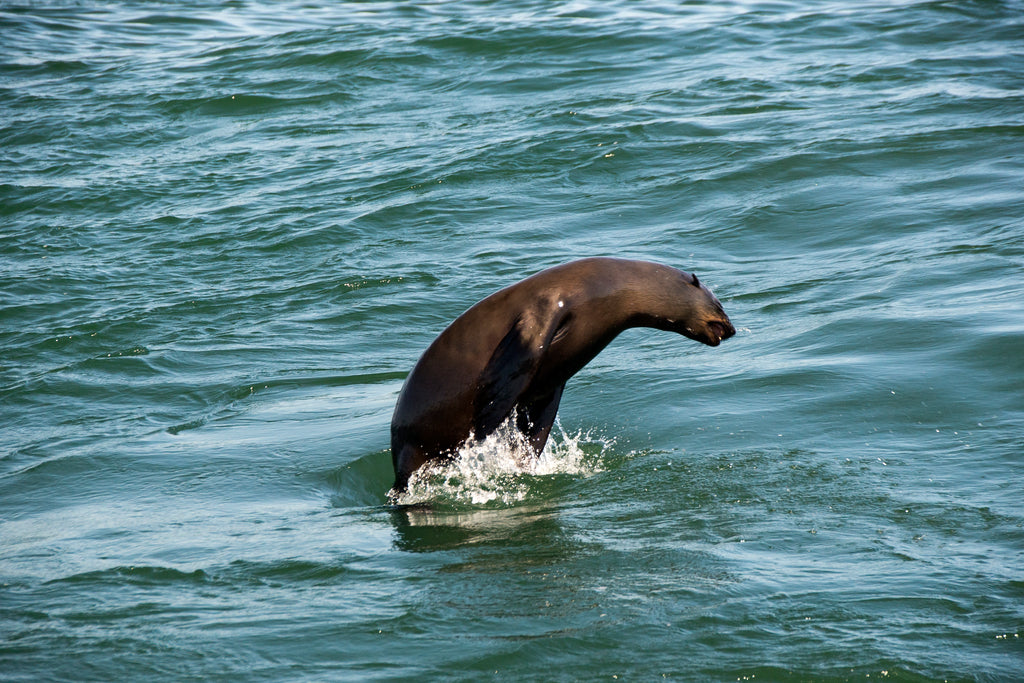 Cape Fur Seals are a common sighting along our coastline and great fun to watch!