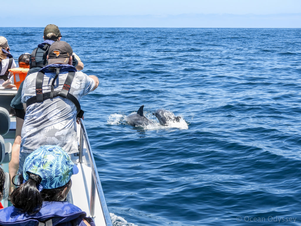 Dolphins swimming with the boat