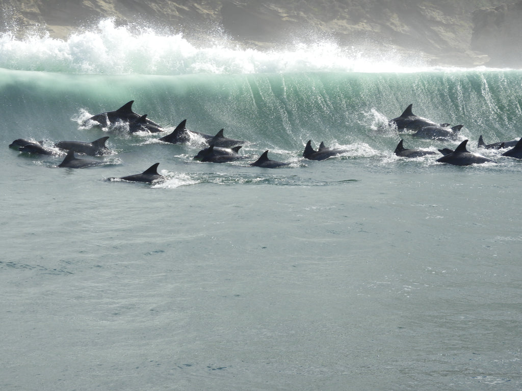 We often find large pods of dolphins playing in the waves close to Brenton on Sea