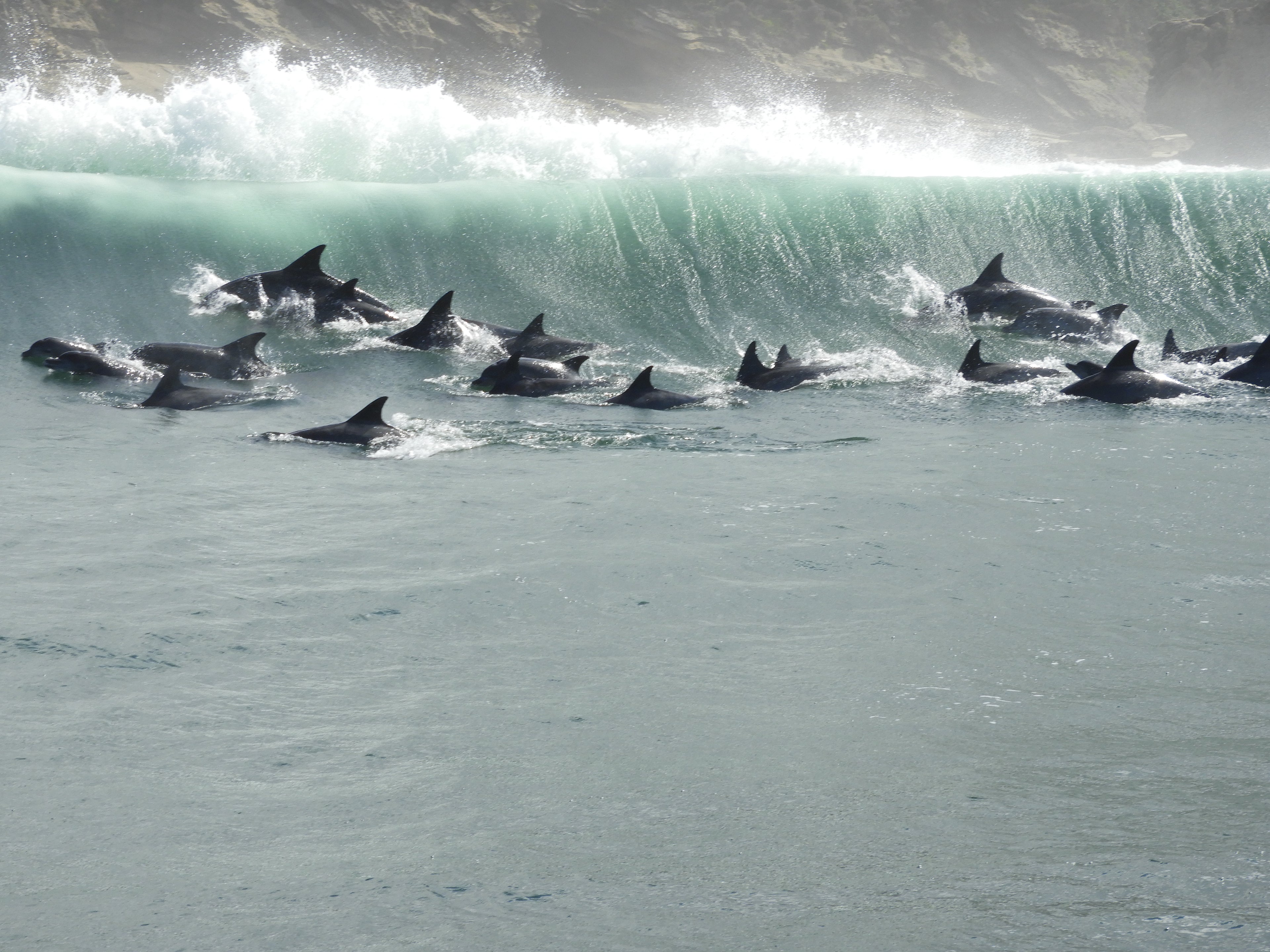 We often find large pods of dolphins playing in the waves close to Brenton on Sea