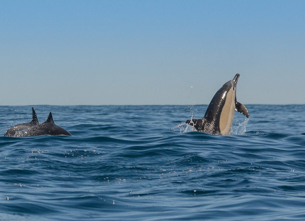 Common dolphins are just one of the three dolphins we experience along our coastline
