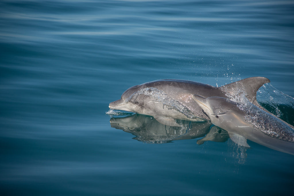 Bottlenose dolphins love travelling along our coastline and are often found in massive pods!