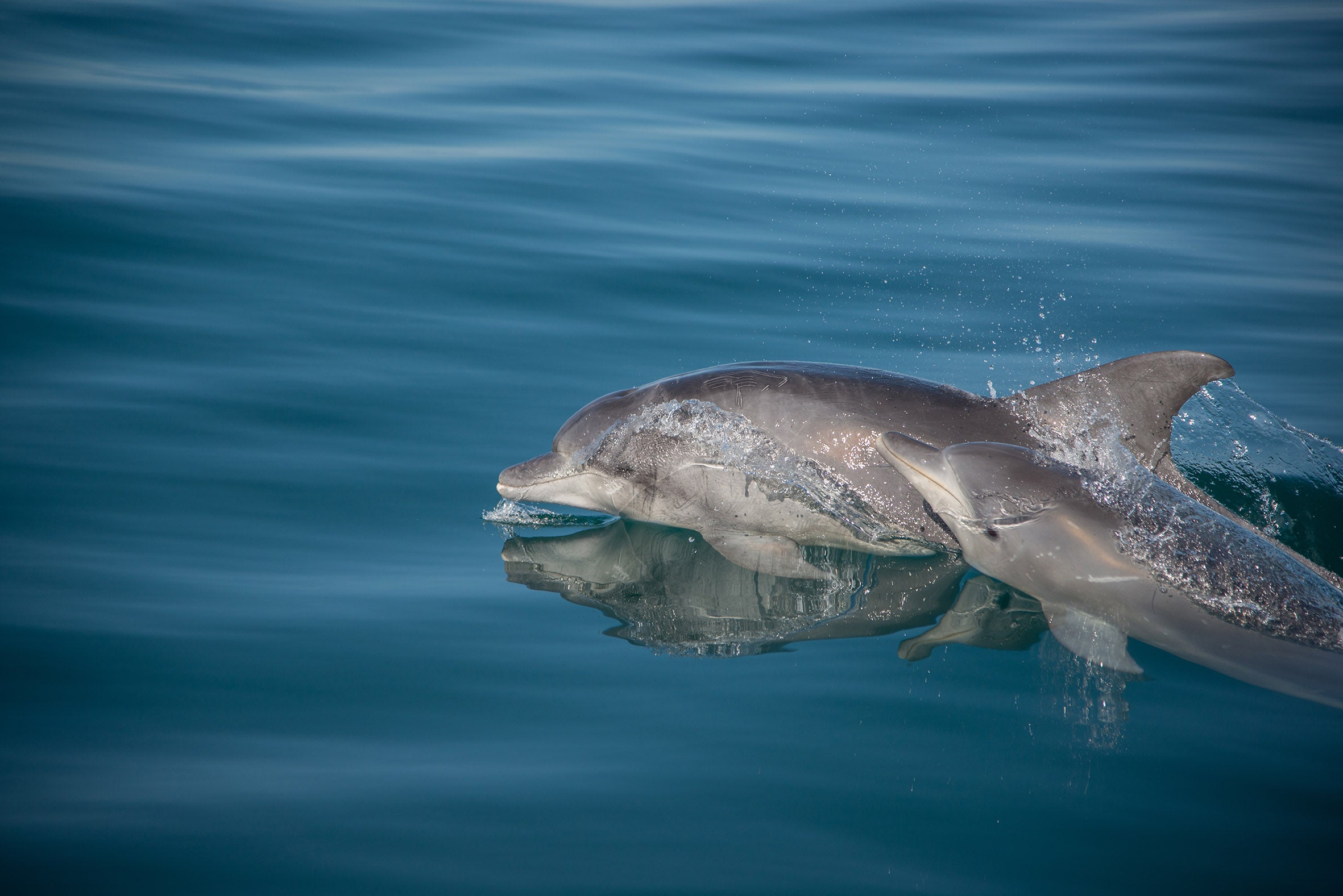 Bottlenose dolphins love travelling along our coastline and are often found in massive pods!