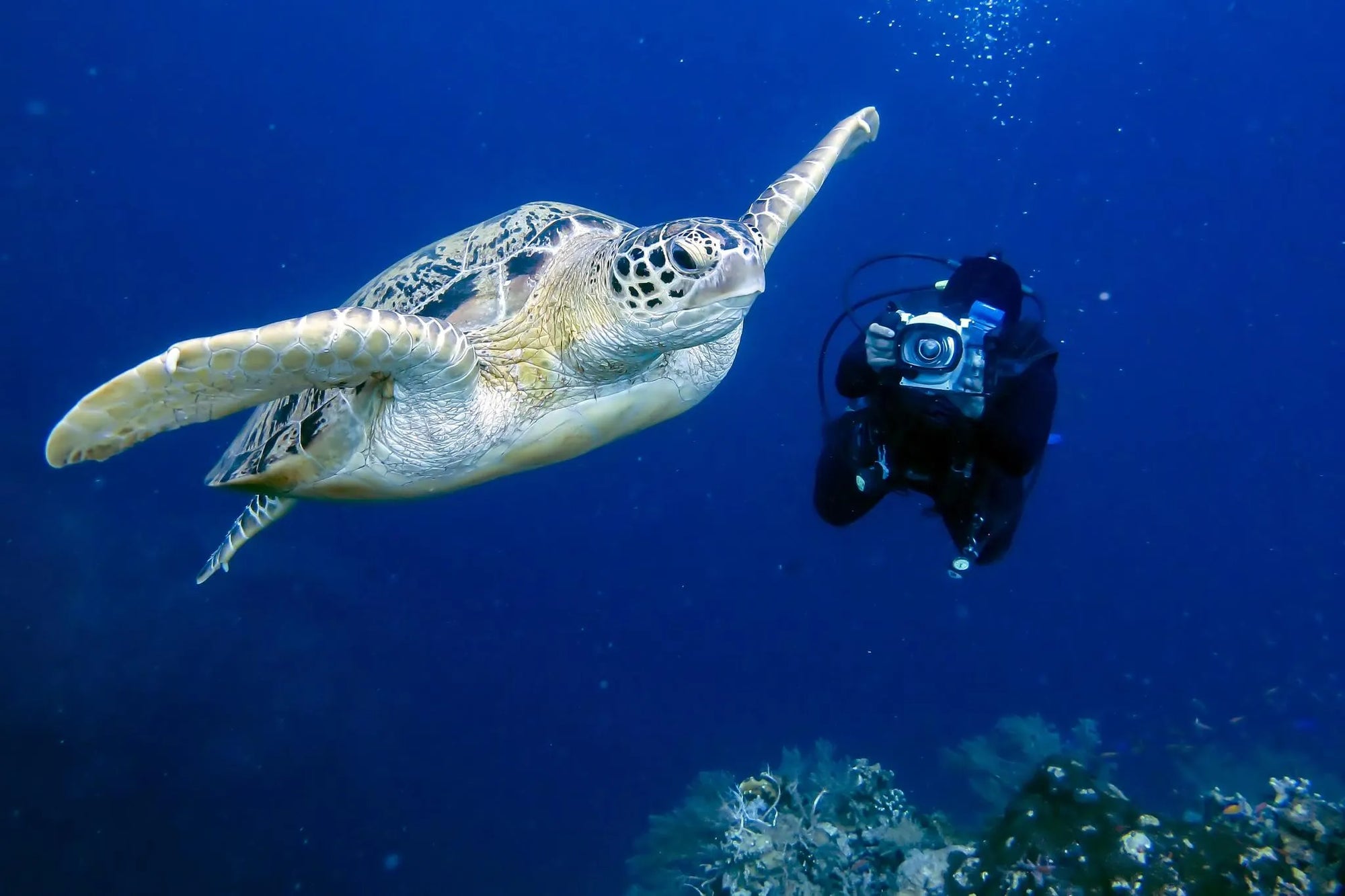 Diving at Anantara Bazaruto Island Resort, Bazaruto Archipelago, Mozambique.