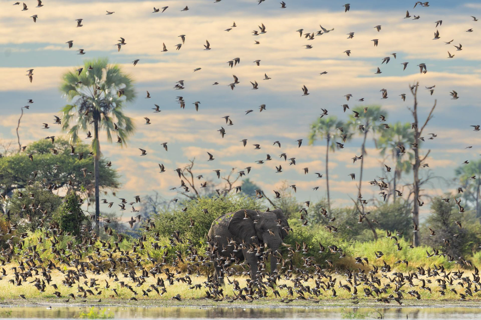 Wilderness Qorokwe