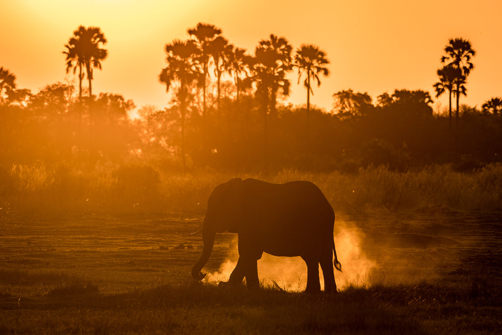 Wilderness Qorokwe – Night Drives