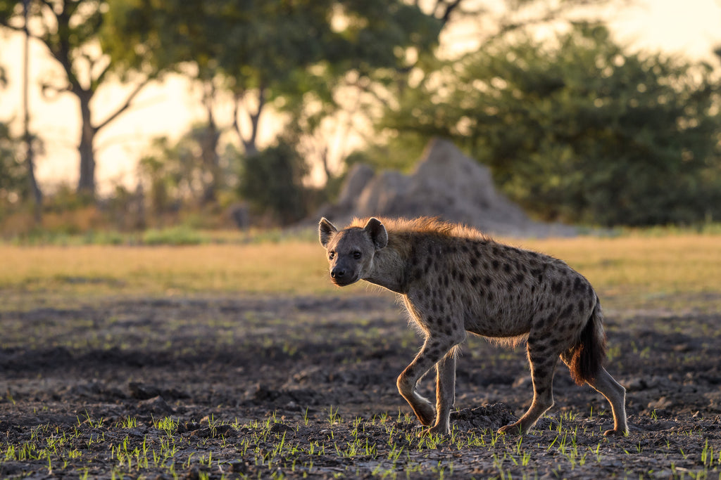 Wilderness Qorokwe – Night Drives
