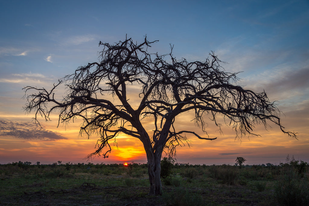 Wilderness Qorokwe – Night Drives