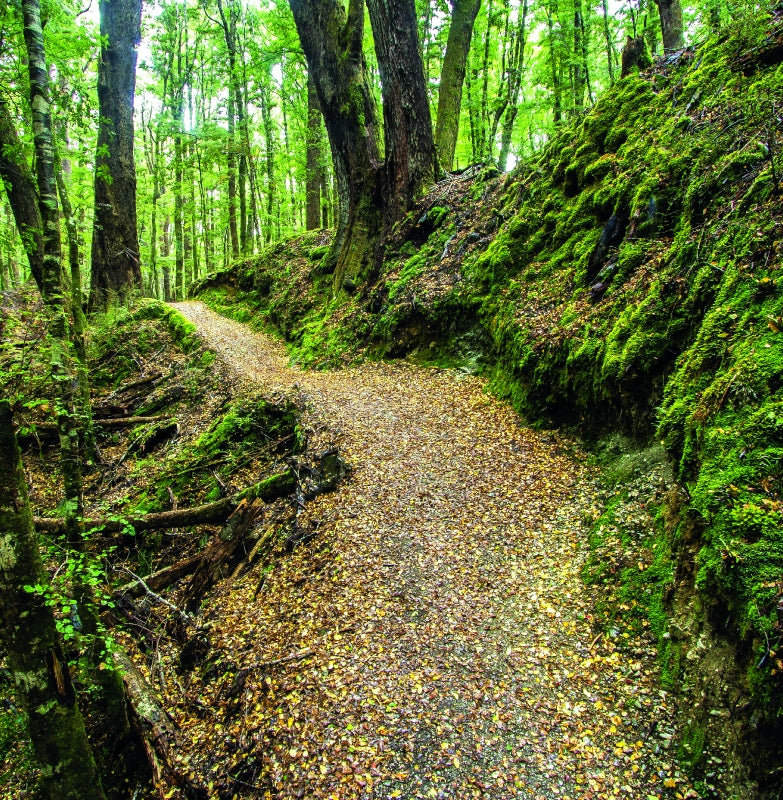 Beech Forest Walk