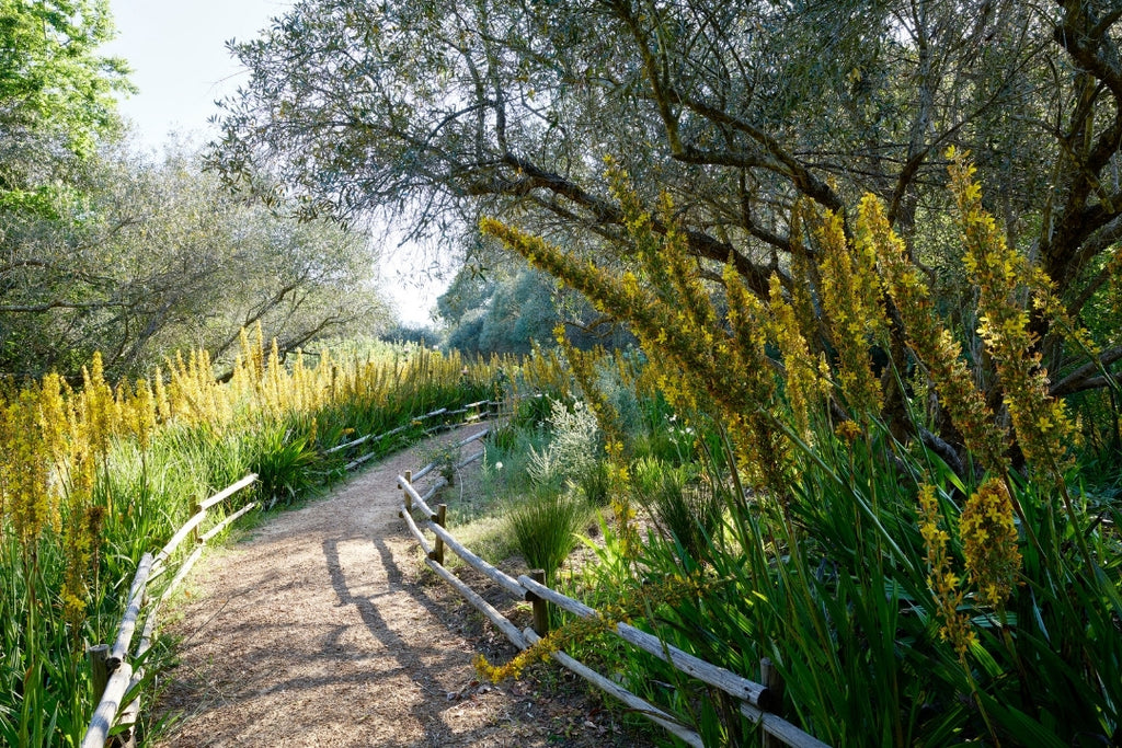 Spier Hotel Cape Floral Walk