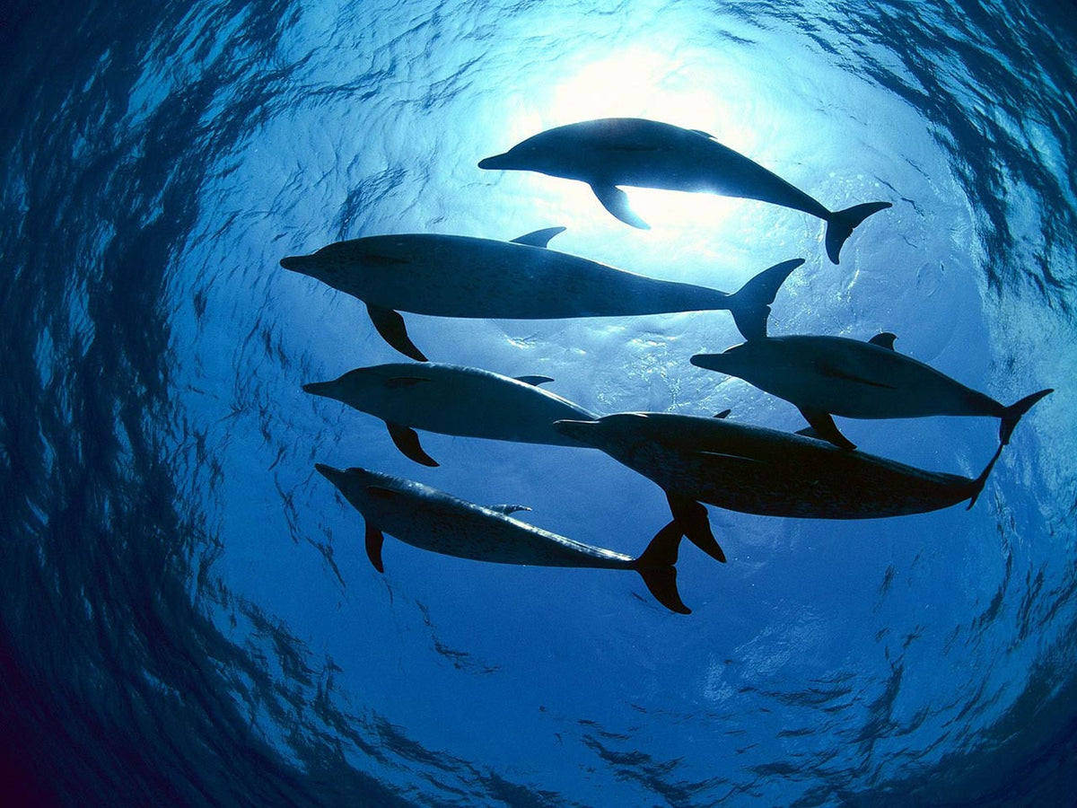Swimming with Dolphins