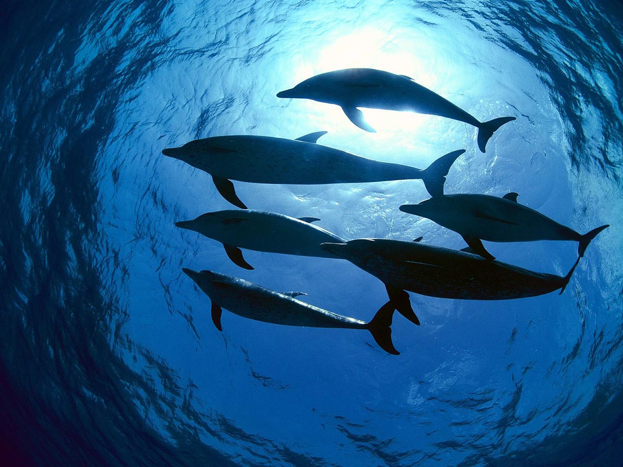 Swimming with Dolphins
