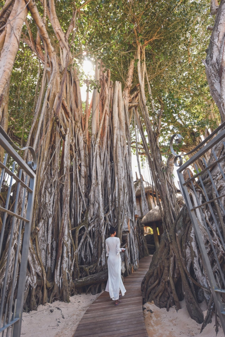 Spa in centuries-old banyan tree