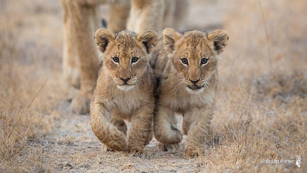 Game Drives gallery image 17