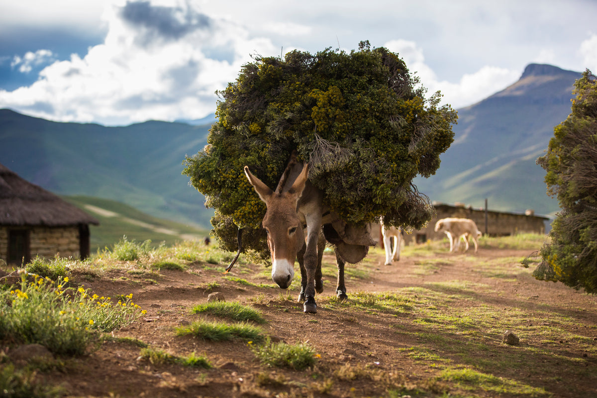 Saga Of The Sani Pass and Mokhotlong (1 Night in Lesotho)
