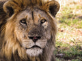 Game Drives