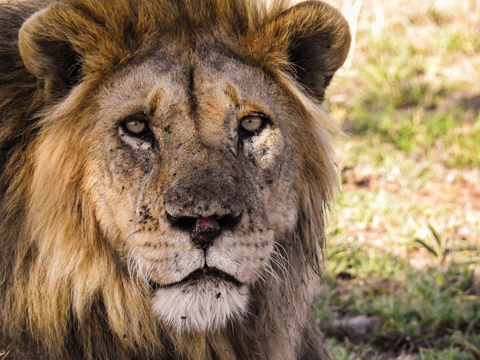 Lemala Nanyukie Lodge  — Game Drives
