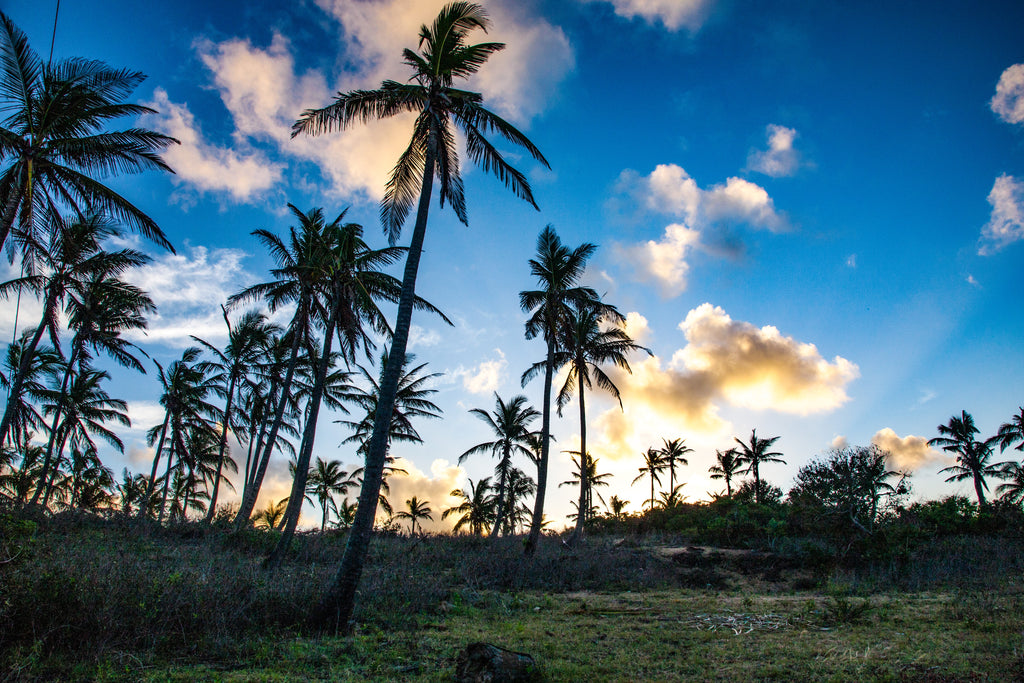 Coconut Forest