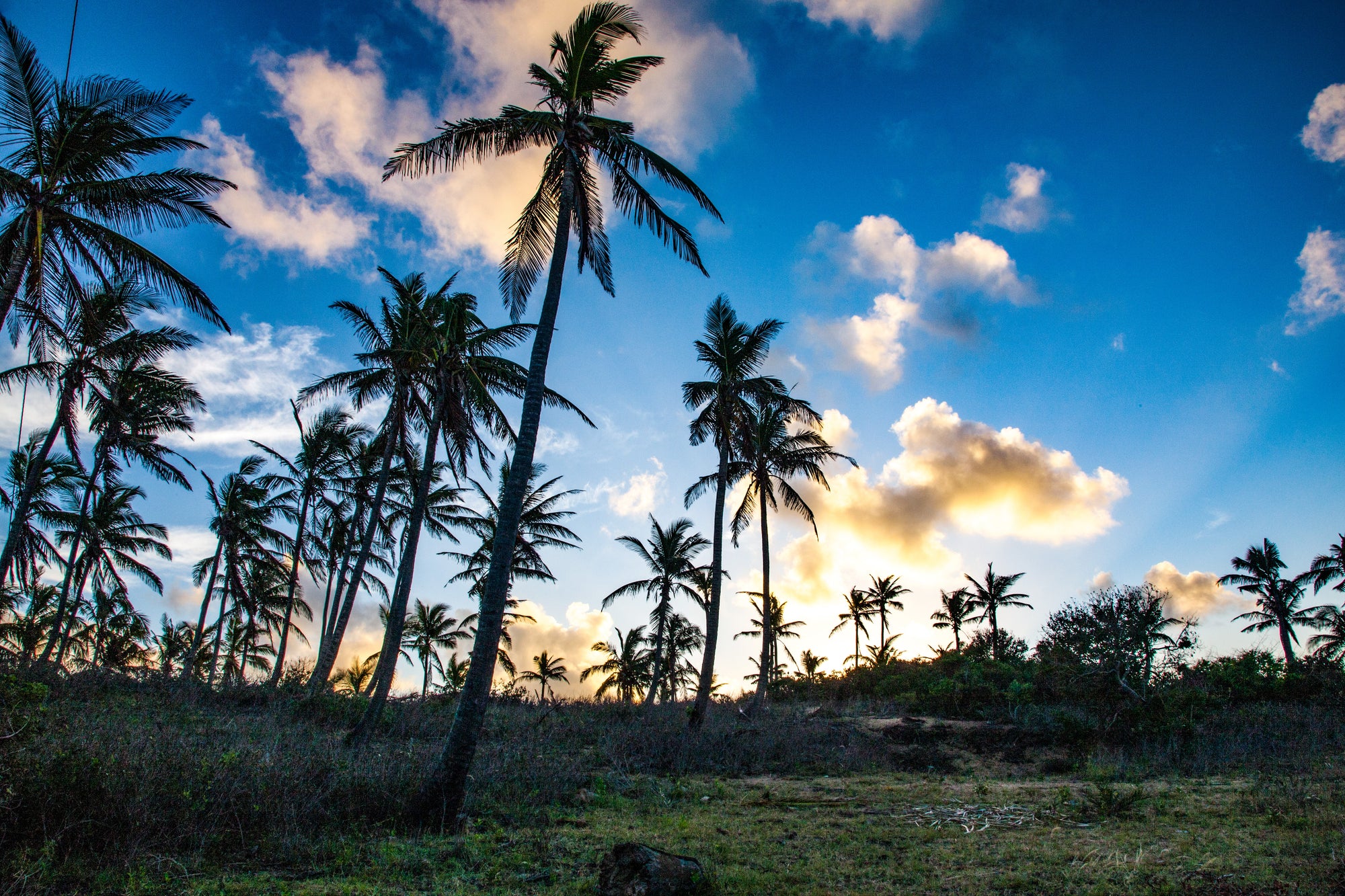 Coconut Forest