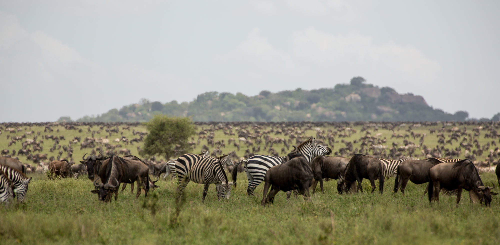 A wildlife medley