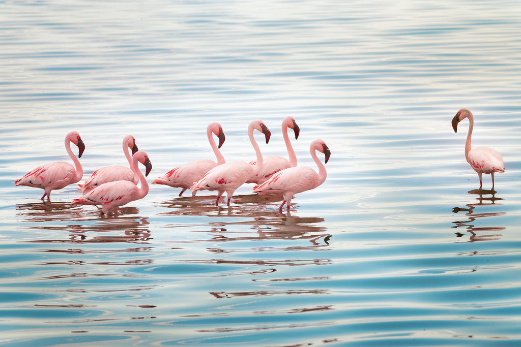Pink Wonders of Nimali Serengeti
