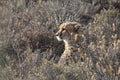 Rogge Cloof Cheetah