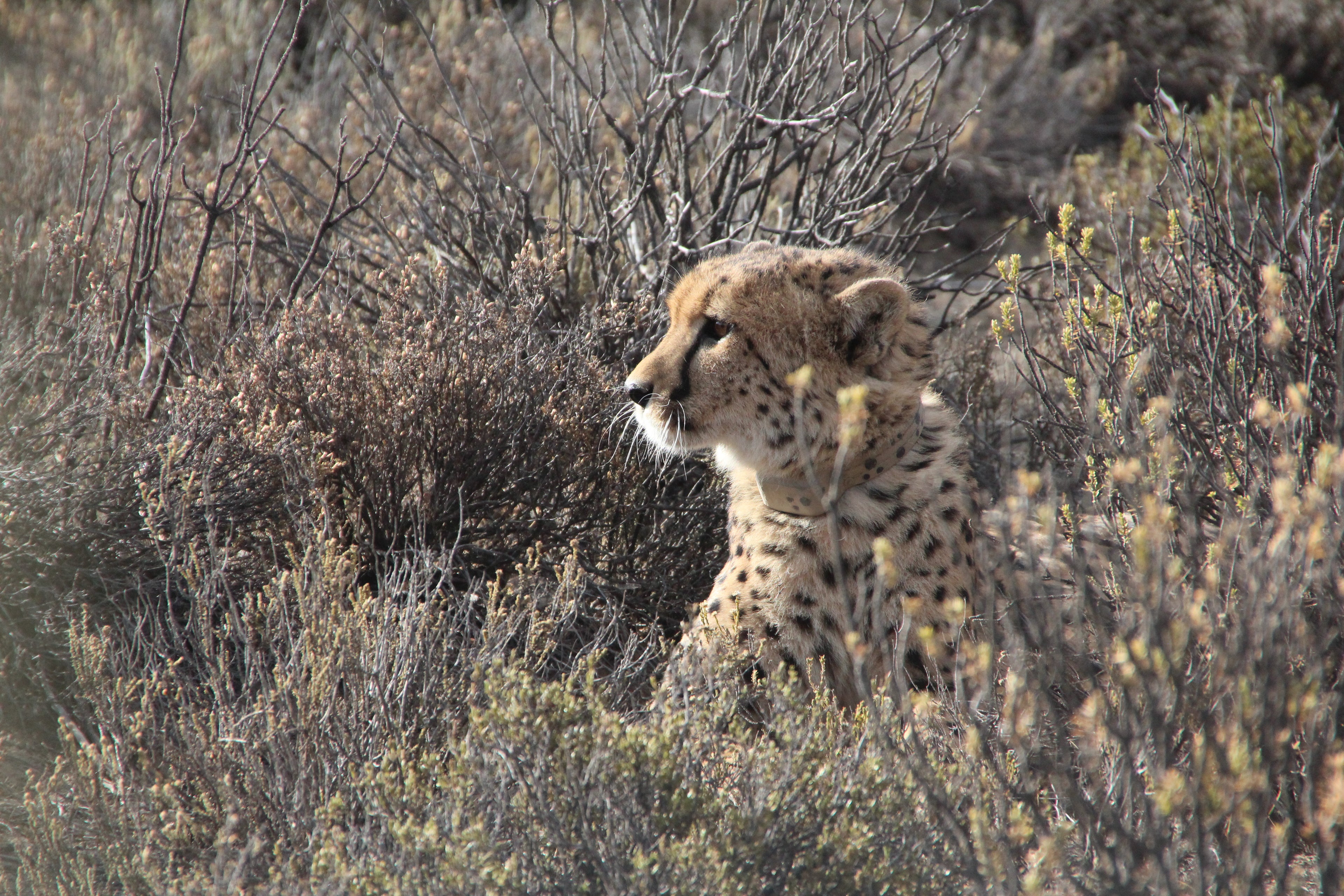 Rogge Cloof Cheetah