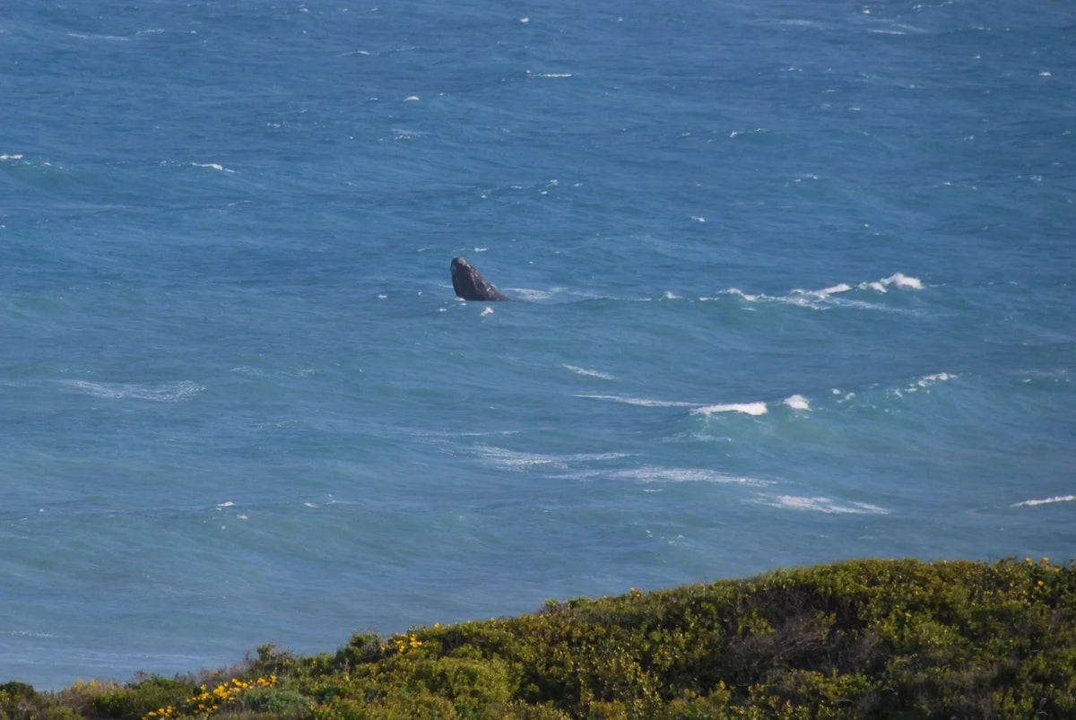 Land based whale watching
