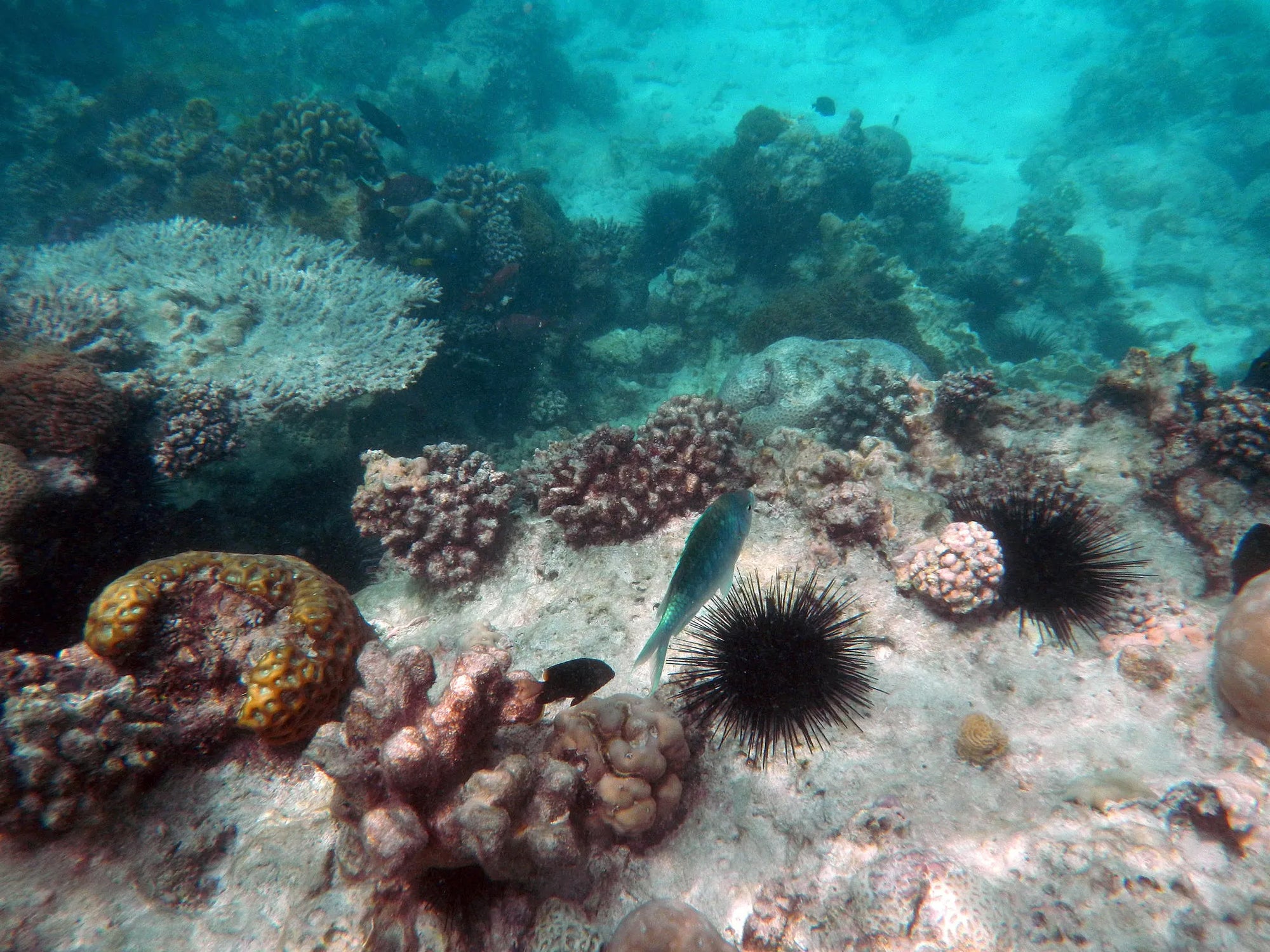 Featured image.