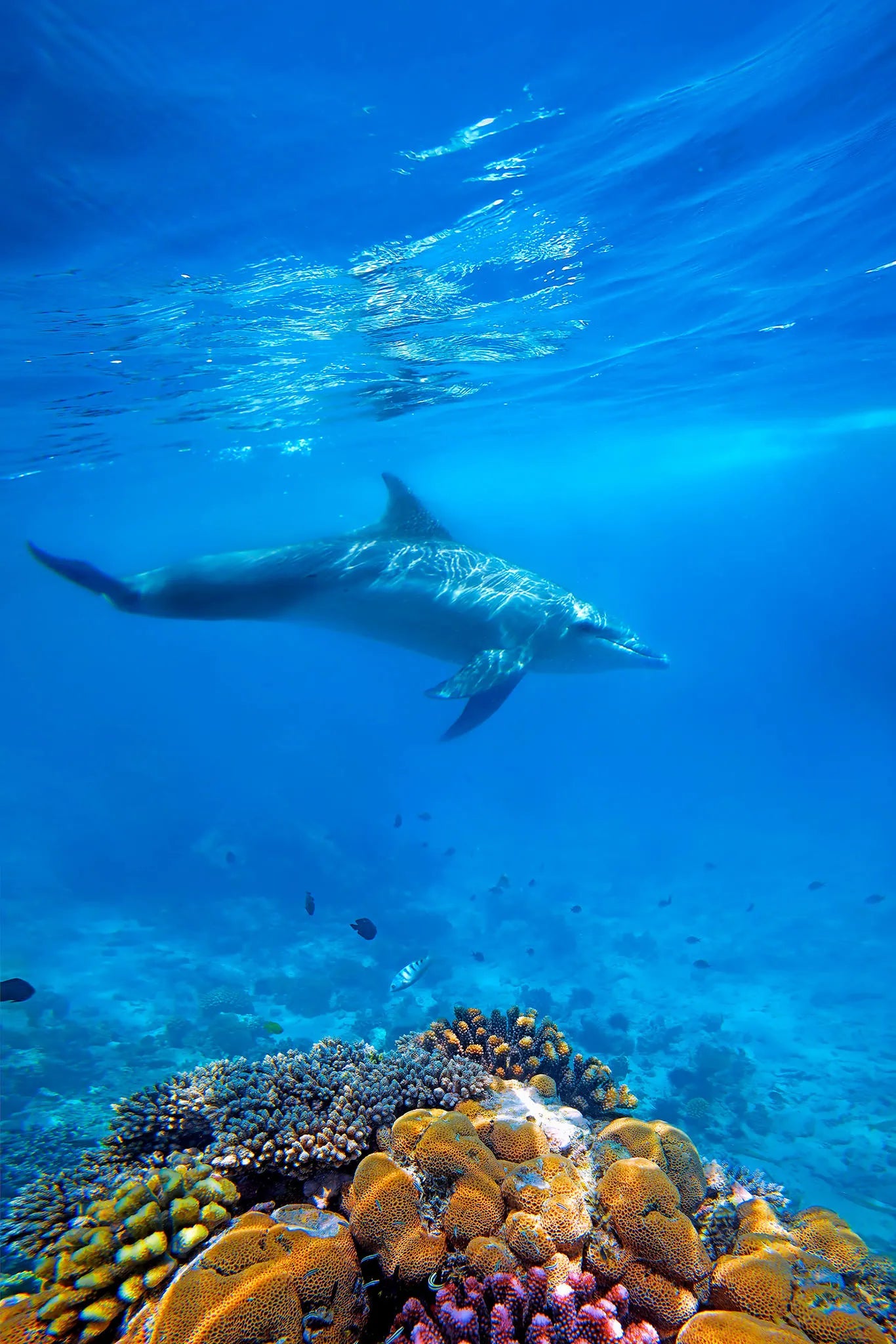 Snorkeling