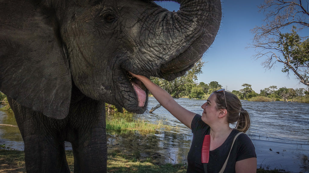 Elephant Interaction