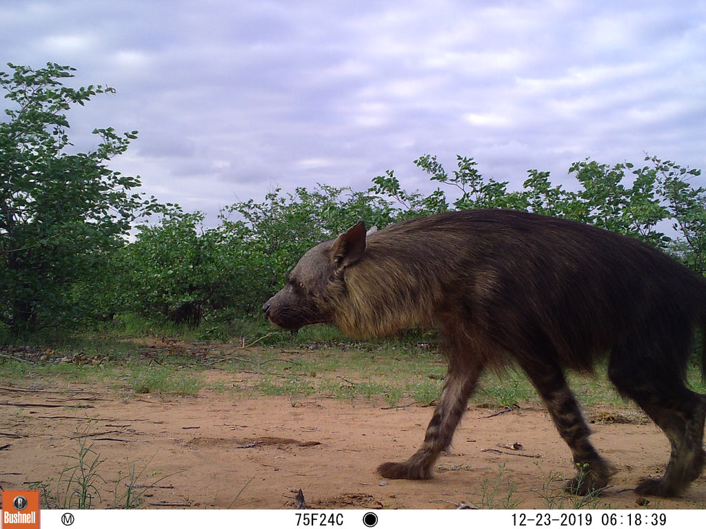 Koro Wildlife Research