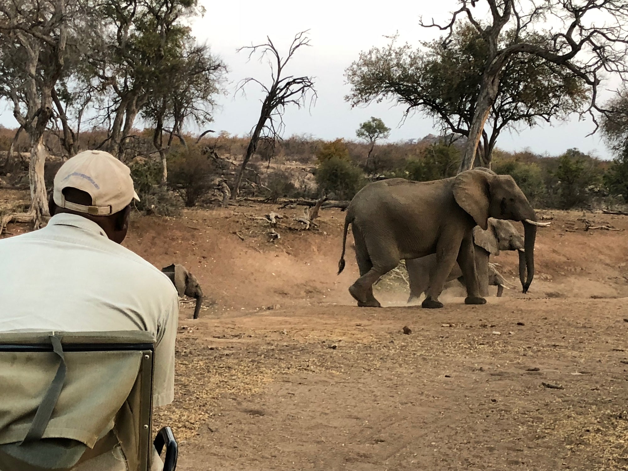 Guided Game Drives, Walks and Cycling 