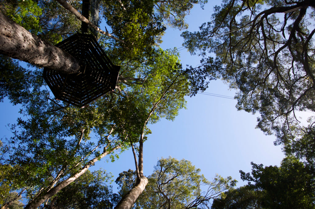 Tsitsikamma Canopy Tours