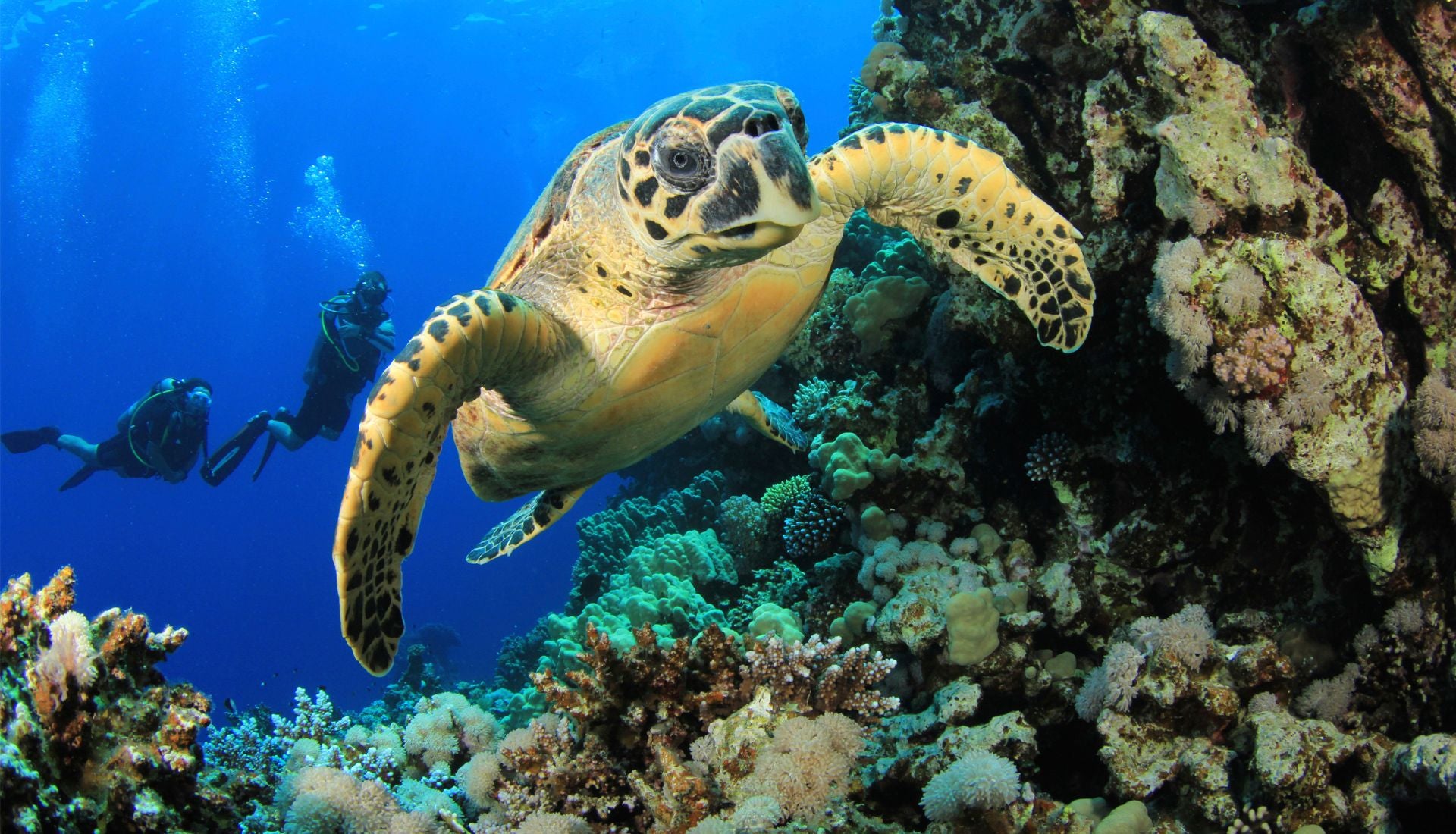 Indian Ocean Scuba Safari (additional cost)