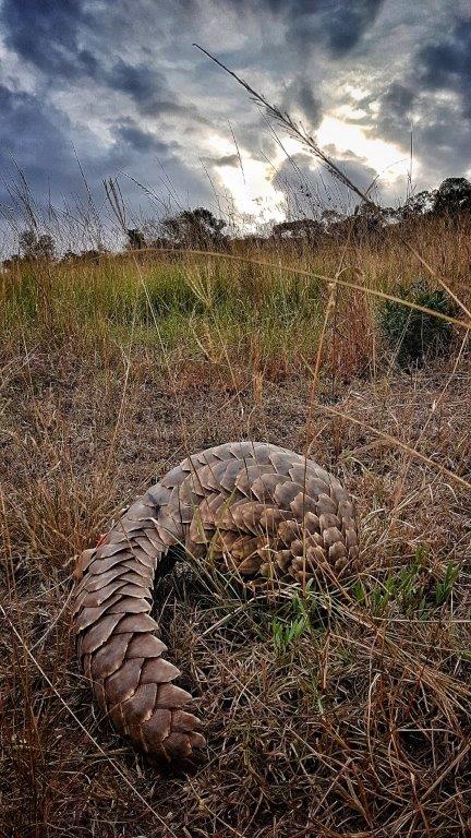 Pangolin Conservation Experience (additional cost)