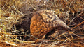 Pangolin Conservation Experience (additional cost)