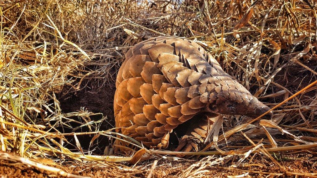 Pangolin Conservation Experience (additional cost)