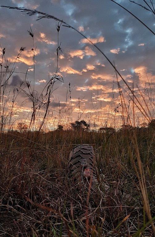 Pangolin Conservation Experience (additional cost)