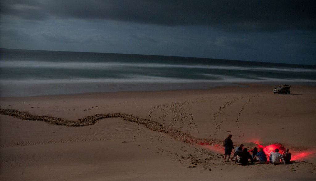 Turtle Nesting Adventure (additional cost)