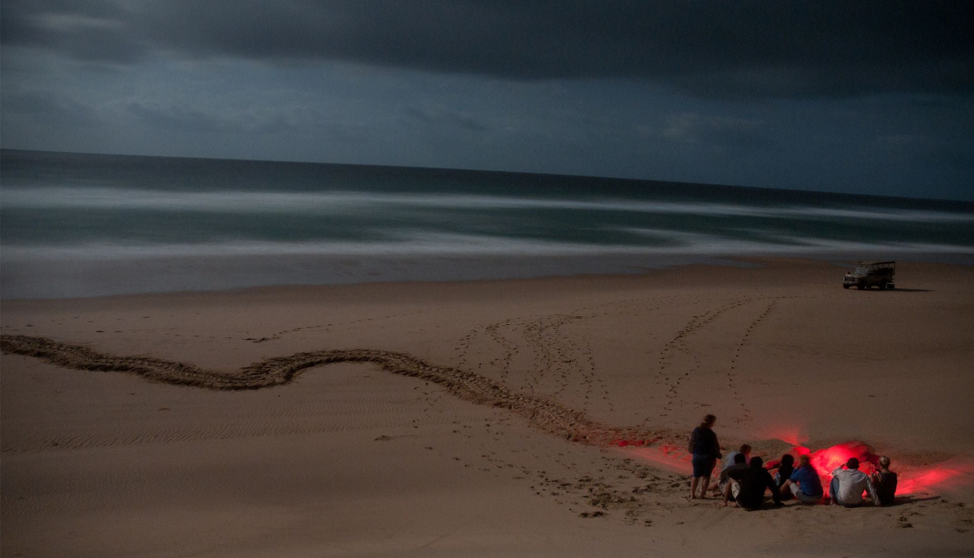 Turtle Nesting Adventure (additional cost)