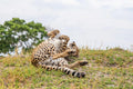 Splash camp at Splash , Private Kwara Reserve, Botswana.